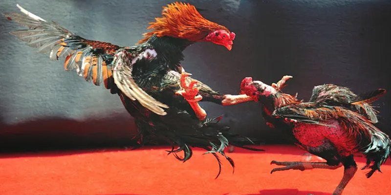 xo so 888 c1 gà chọi